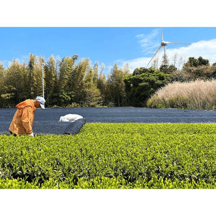 KANEJU FARM Yuzu Matcha 2g × 10 Packs